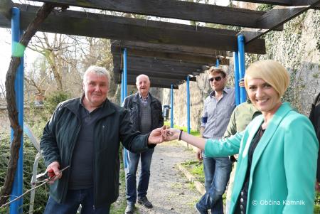 Rez kamniške potomke najstarejše vinske trte (8)